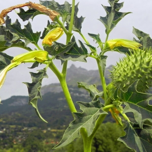 Photographie n°84990 du taxon Datura stramonium L. [1753]