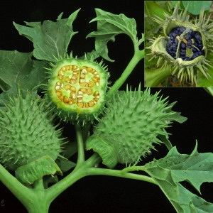 Photographie n°84991 du taxon Datura stramonium L. [1753]