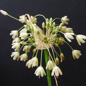 Photographie n°85009 du taxon Allium paniculatum L. [1759]