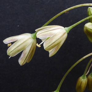 Photographie n°85011 du taxon Allium paniculatum L. [1759]