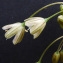  Bertrand BUI - Allium paniculatum L. [1759]