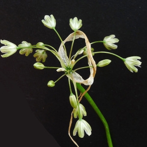 Allium paniculatum L. (Ail en panicule)