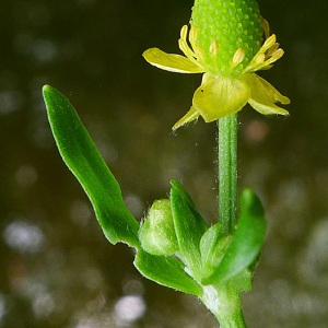 Ranunculus sceleratus var. umbellatus DC. (Renoncule à feuilles de cèleri)