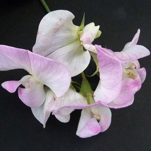 Photographie n°85028 du taxon Lathyrus sylvestris L. [1753]