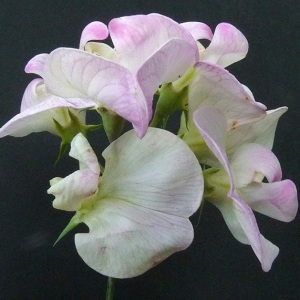 Photographie n°85029 du taxon Lathyrus sylvestris L. [1753]