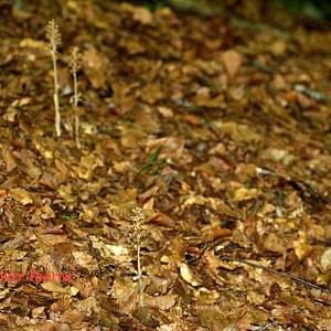 Photographie n°85034 du taxon Neottia nidus-avis (L.) Rich. [1817]