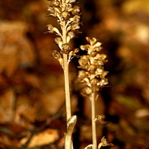 Photographie n°85035 du taxon Neottia nidus-avis (L.) Rich. [1817]