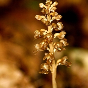 Photographie n°85036 du taxon Neottia nidus-avis (L.) Rich. [1817]