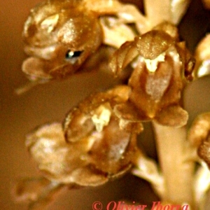 Photographie n°85037 du taxon Neottia nidus-avis (L.) Rich. [1817]