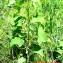  Olivier Iborra - Aristolochia clematitis L.
