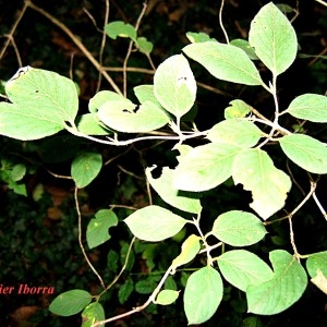 Photographie n°85043 du taxon Lonicera xylosteum L. [1753]