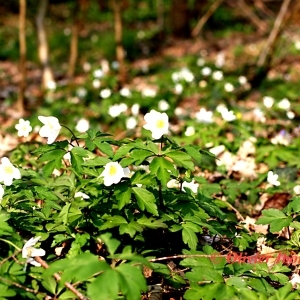 Photographie n°85045 du taxon Anemone nemorosa L. [1753]