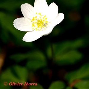 Photographie n°85046 du taxon Anemone nemorosa L. [1753]