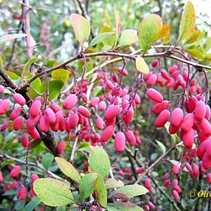 Photographie n°85047 du taxon Berberis vulgaris L. [1753]