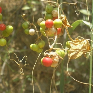 Photographie n°85052 du taxon Bryonia dioica Jacq. [1774]