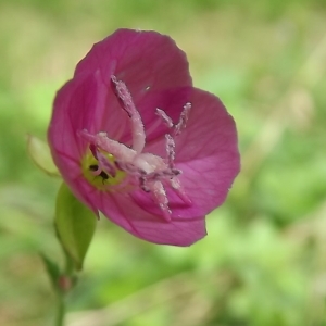 Oenothera rosea L'Hér. ex Aiton (Onagre rosée)