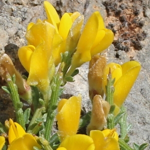 Genista pulchella subsp. villarsiana (Jord.) F.Conti (Genêt de Villars)