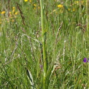 Photographie n°85073 du taxon Dactylorhiza maculata subsp. maculata 