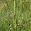  Marie  Portas - Dactylorhiza maculata subsp. maculata 