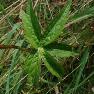 Photographie n°85082 du taxon Astrantia major sensu H.J.Coste