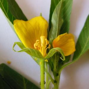 Photographie n°85084 du taxon Ludwigia grandiflora (Michx.) Greuter & Burdet