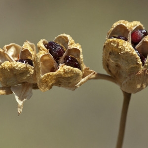 Gladiolus refractus Jacq. (Fragedis)