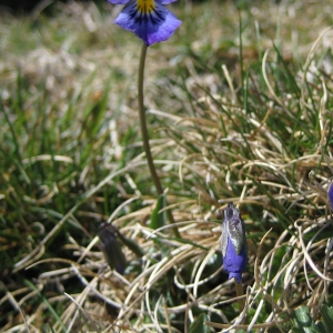 Photographie n°85097 du taxon Viola tricolor L. [1753]