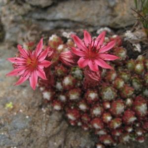 Photographie n°85099 du taxon Sempervivum arachnoideum L. [1753]