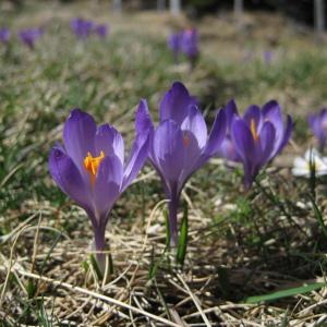 Photographie n°85100 du taxon Crocus vernus subsp. albiflorus (Kit. ex Schult.) Ces. [1844]