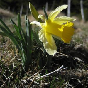 Photographie n°85102 du taxon Narcissus pseudonarcissus L.