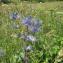  Pierre-Luc BARDET - Eryngium alpinum L. [1753]