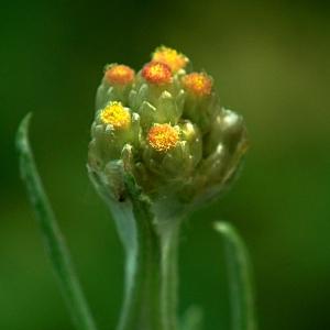 Gnaphalium conglobatum Lam. (Cotonnière blanc jaunâtre)