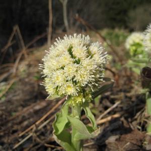 Photographie n°85105 du taxon Petasites albus (L.) Gaertn. [1791]