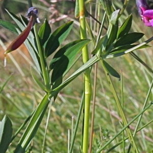  - Lathyrus macrorrhizus Wimm. [1841]