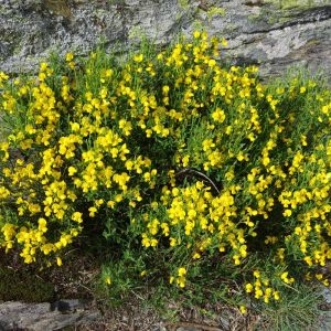 Photographie n°85117 du taxon Cytisus oromediterraneus Rivas Mart., T.E.Díaz, Fern.Prieto, Loidi & Penas [1984]