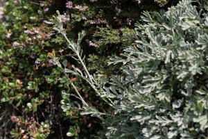 Jean-Claude Bouzat, le 22 août 2012 (Borée)