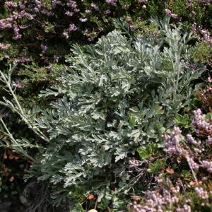 Photographie n°85121 du taxon Senecio x mirabilis Gaut. ex Rouy [1903]