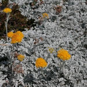 Photographie n°85125 du taxon Senecio leucophyllus DC. [1813]