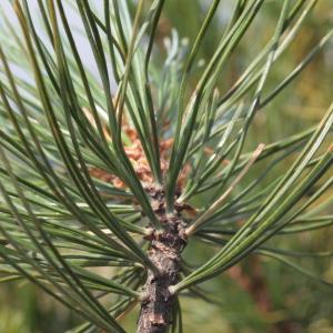 Photographie n°85128 du taxon Pinus cembra L. [1753]