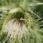  Claire Rigoulat - Cirsium glabrum DC. [1815]