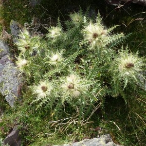  - Cirsium glabrum DC. [1815]