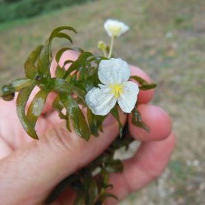 Egeria densa Planch. (Élodée dense)