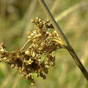 Photographie n°85146 du taxon Juncus effusus L. [1753]