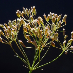 Photographie n°85151 du taxon Falcaria vulgaris Bernh. [1800]