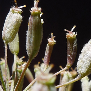 Photographie n°85152 du taxon Falcaria vulgaris Bernh. [1800]