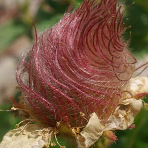 Photographie n°85182 du taxon Geum reptans L. [1753]