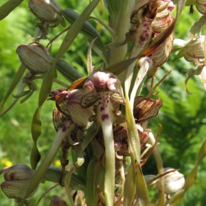 Photographie n°85185 du taxon Himantoglossum hircinum (L.) Spreng. [1826]