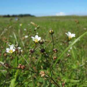 Photographie n°85186 du taxon Linum catharticum L.