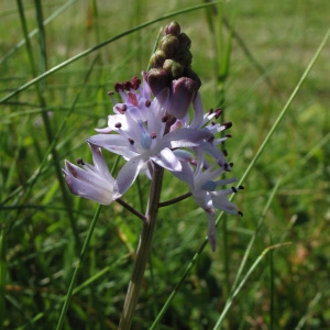 Photographie n°85187 du taxon Scilla autumnalis L. [1753]