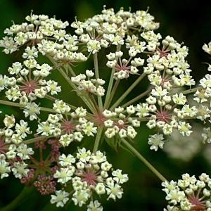 Thysselinum palustre (L.) Hoffm. (Persil des marais)